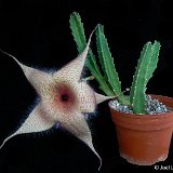 Stapelia gigantea P1310152.jpg